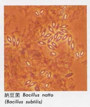 bacillus_natto